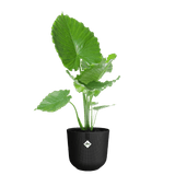 Elho 35cm Jazz Round Plastic Pot - Black - Old Railway Line Garden Centre