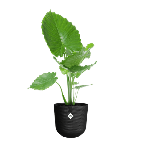 Elho 35cm Jazz Round Plastic Pot - Black - Old Railway Line Garden Centre