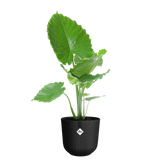 Elho 35cm Jazz Round Plastic Pot - Black