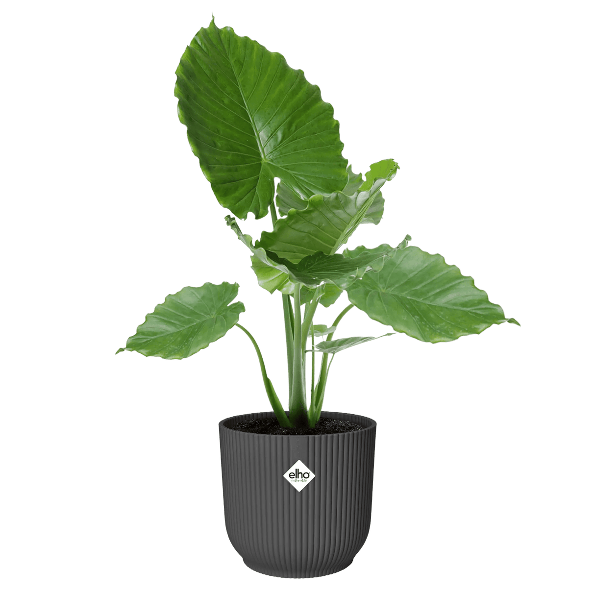 Elho 35cm Vibes Fold Round Plant Pot - Anthracite - Old Railway Line Garden Centre