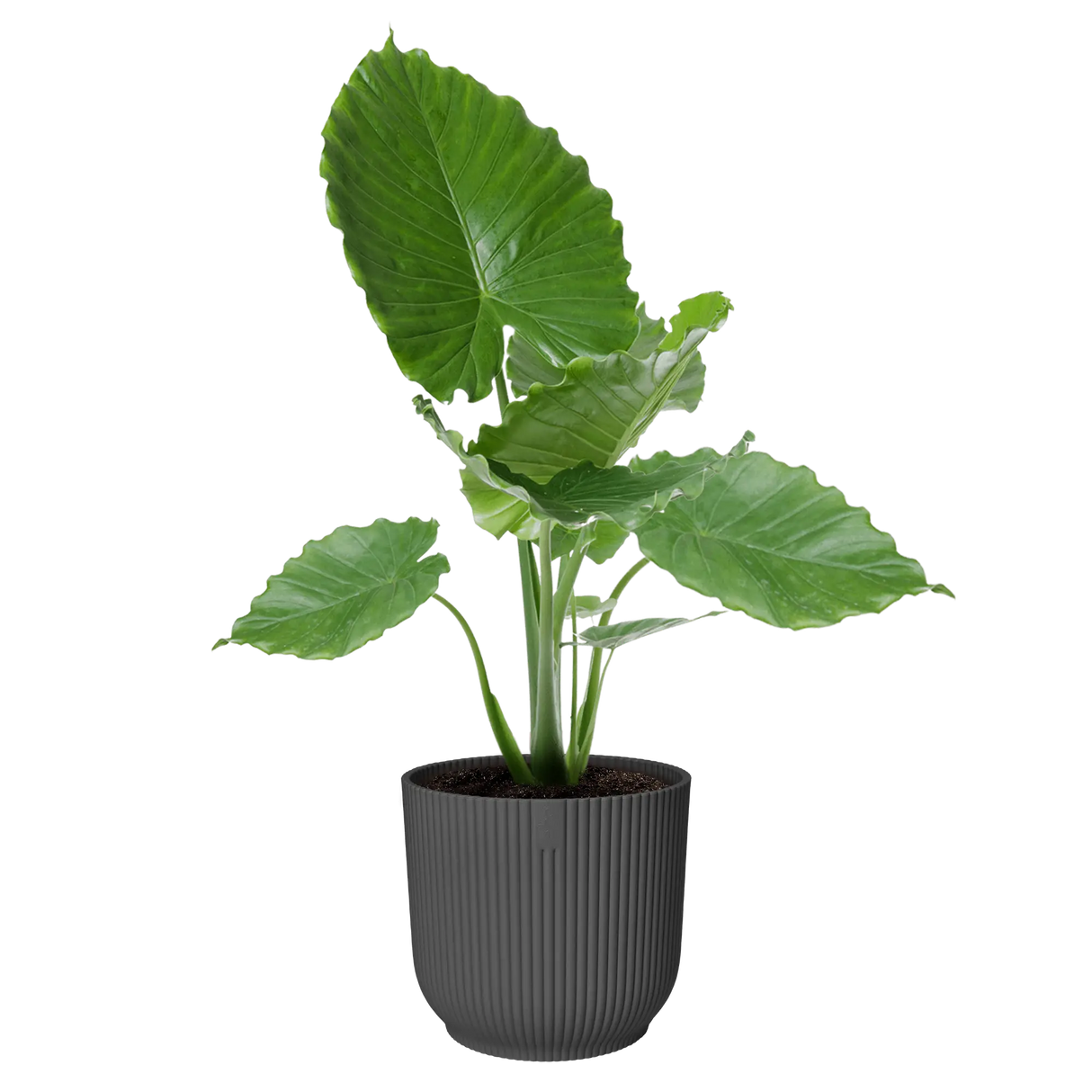 Elho 35cm Vibes Fold Round Plant Pot - Anthracite