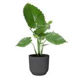 Elho 35cm Vibes Fold Round Plant Pot - Anthracite - Old Railway Line Garden Centre