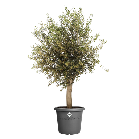 Elho 40cm Algarve Cylindro Plastic Pot - Anthracite - Old Railway Line Garden Centre