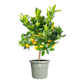 Elho 30cm Algarve Cylindro Plastic Pot - Thyme Green
