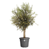Elho 48cm Algarve Cylindro Plastic Pot - Anthracite