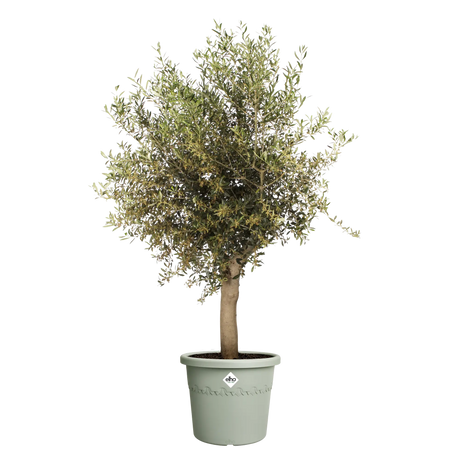 Elho 48cm Algarve Cylindro Plastic Pot - Thyme Green - Old Railway Line Garden Centre