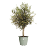 Elho 48cm Algarve Cylindro Plastic Pot - Thyme Green