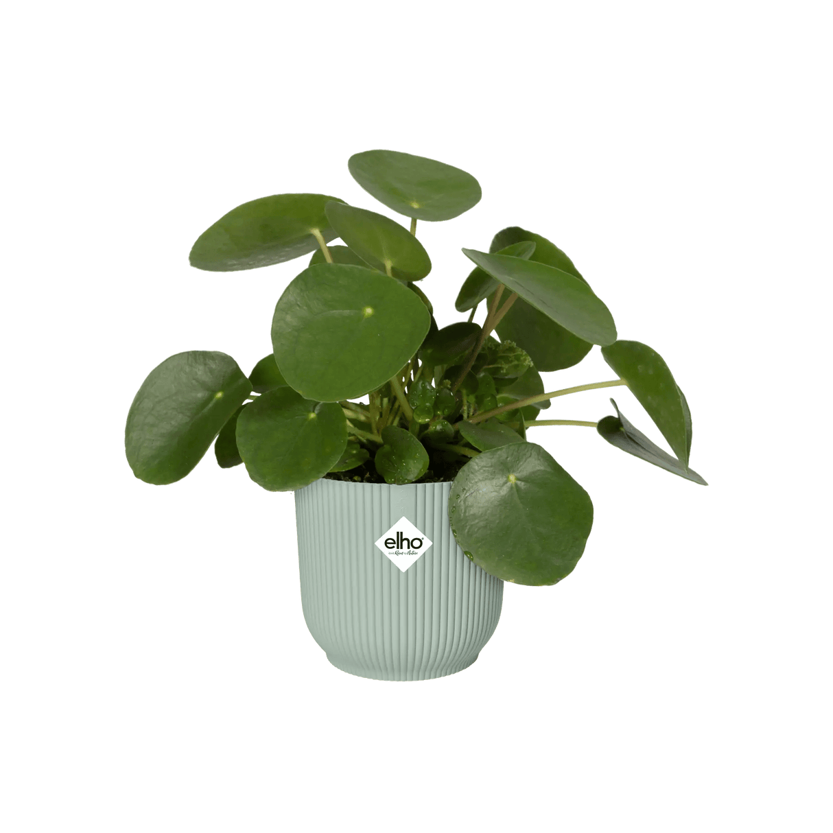 Elho 9cm Vibes Fold Round Mini Pot - Sorbet Green - Old Railway Line Garden Centre