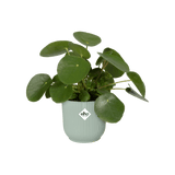 Elho 9cm Vibes Fold Round Mini Pot - Sorbet Green - Old Railway Line Garden Centre