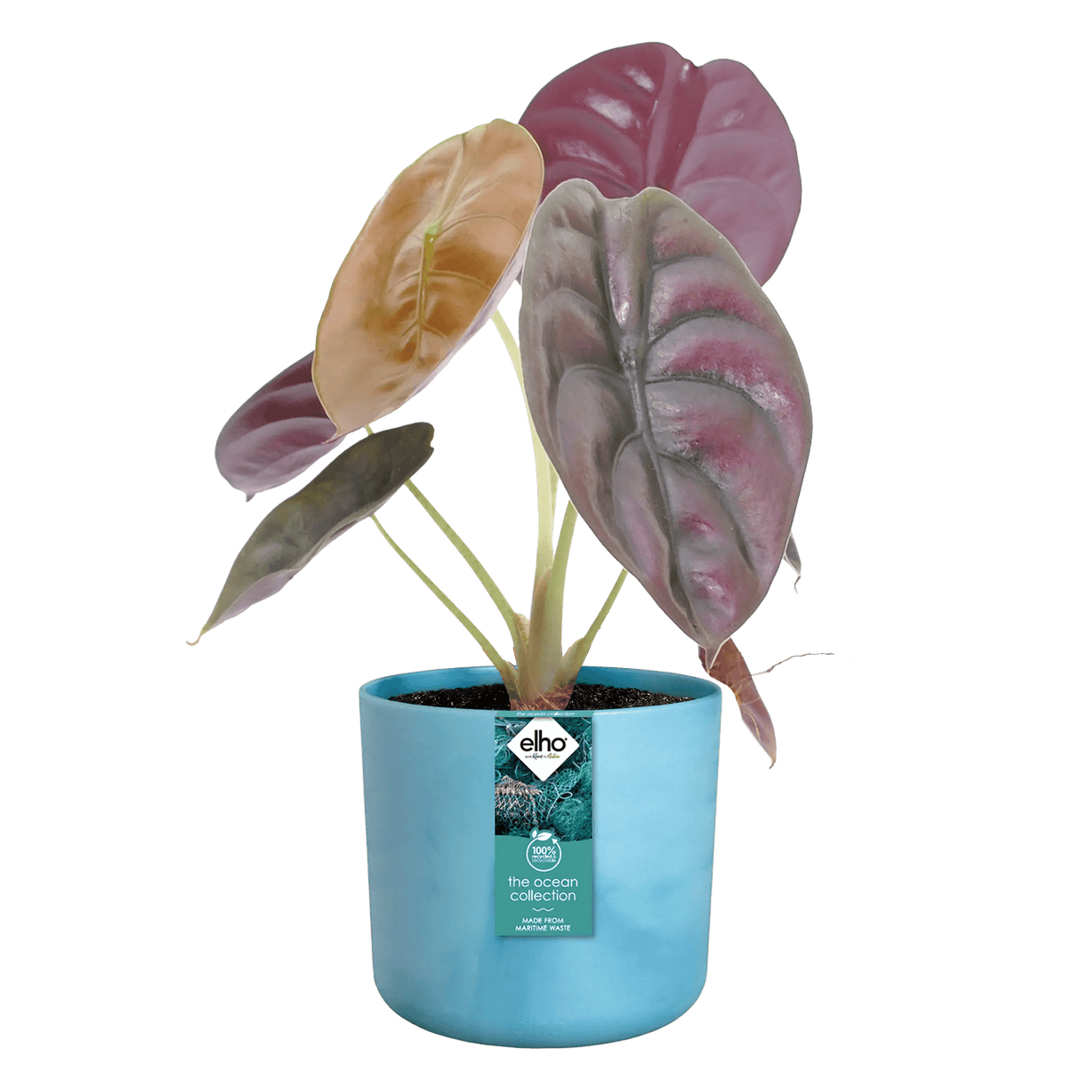 Elho Ocean Collection Atlantic Blue Recycled Waste Round Indoor Pot 14cm - Old Railway Line Garden Centre