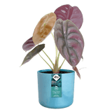 Elho Ocean Collection Atlantic Blue Recycled Waste Round Indoor Pot 14cm - Old Railway Line Garden Centre