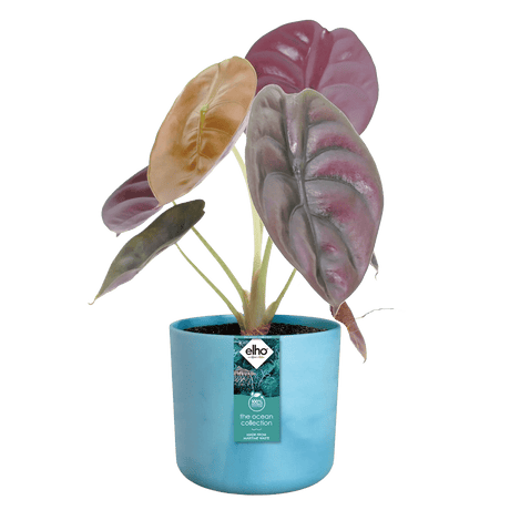 Elho Ocean Collection Atlantic Blue Recycled Waste Round Indoor Pot 14cm - Old Railway Line Garden Centre