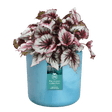 Elho Ocean Collection Atlantic Blue Recycled Waste Round Indoor Pot 14cm - Old Railway Line Garden Centre