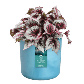 Elho Ocean Collection Atlantic Blue Recycled Waste Round Indoor Pot 14cm - Old Railway Line Garden Centre