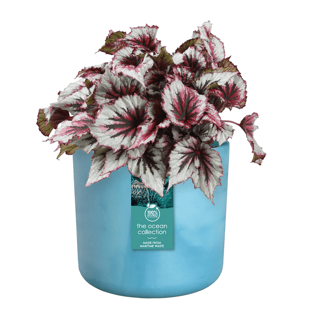 Elho Ocean Collection Atlantic Blue Recycled Waste Round Indoor Pot 14cm - Old Railway Line Garden Centre