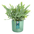 Elho Ocean Collection Pacific Green Recycled Waste Round Indoor Pot 18cm - Old Railway Line Garden Centre
