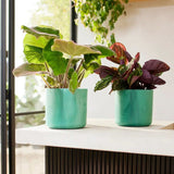 Elho Ocean Collection Pacific Green Recycled Waste Round Indoor Pot 18cm - Old Railway Line Garden Centre