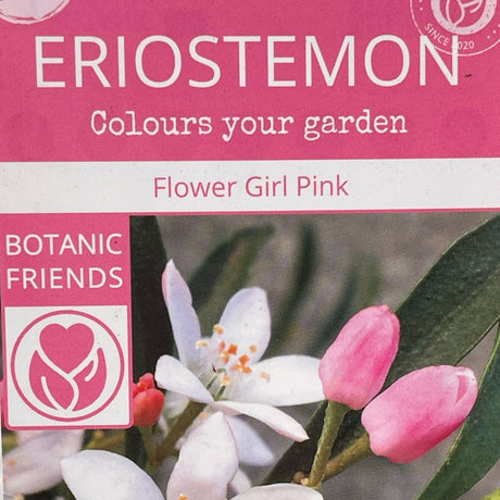 Eriostemon Flower Girl White Plant - 1.5Ltr Pot