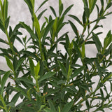 Eriostemon Flower Girl White Plant - 1.5Ltr Pot