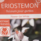 Eriostemon Flower Girl Pink Plant - 1.5Ltr Pot
