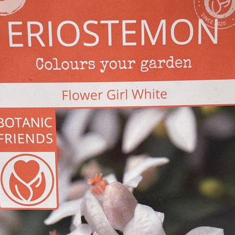 Eriostemon Flower Girl Pink Plant - 1.5Ltr Pot