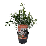Eriostemon Flower Girl Pink Plant - 1.5Ltr Pot