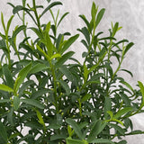 Eriostemon Flower Girl Pink Plant - 1.5Ltr Pot