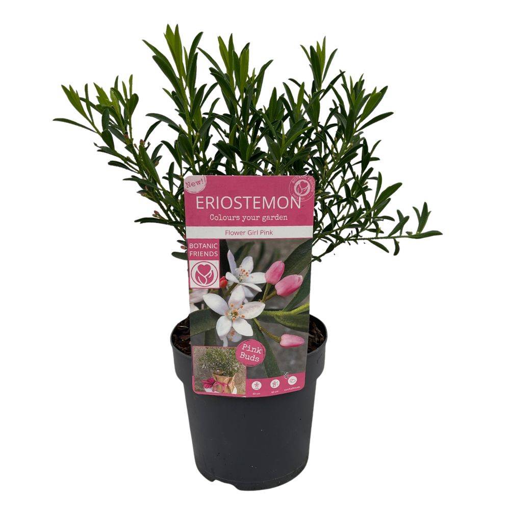 Eriostemon Flower Girl White Plant - 1.5Ltr Pot