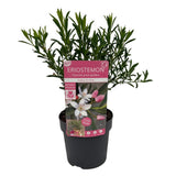 Eriostemon Flower Girl White Plant - 1.5Ltr Pot