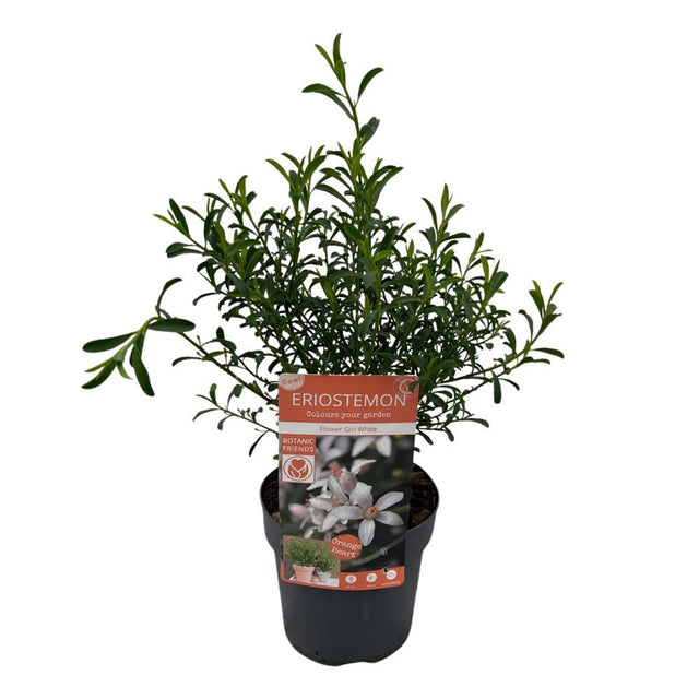 Eriostemon Flower Girl Pink Plant - 1.5Ltr Pot - Old Railway Line Garden Centre
