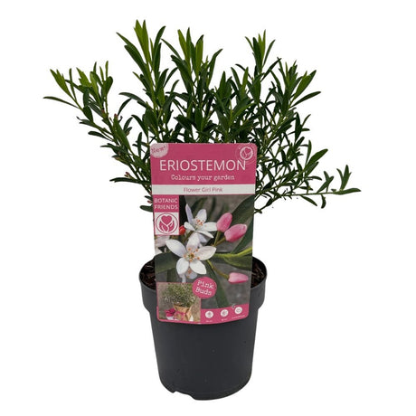 Eriostemon Flower Girl White Plant - 1.5Ltr Pot - Old Railway Line Garden Centre