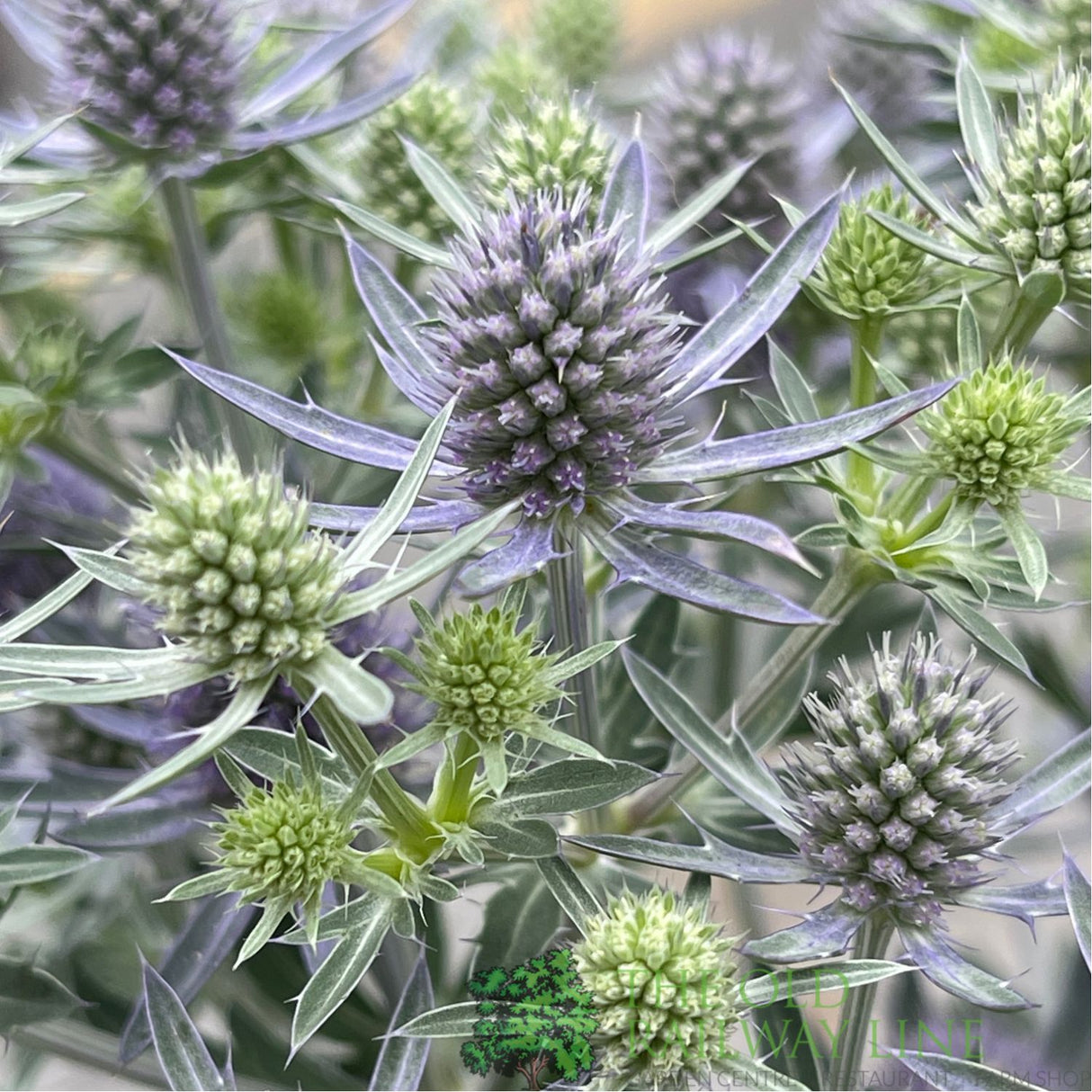 Eryngium planum 'Magical Blue Globe' Plant - 3Ltr Pot