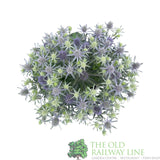 Eryngium planum 'Magical Blue Globe' Plant - 3Ltr Pot