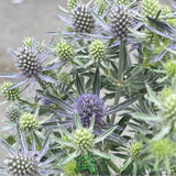 Eryngium planum 'Magical Blue Globe' Plant - 3Ltr Pot
