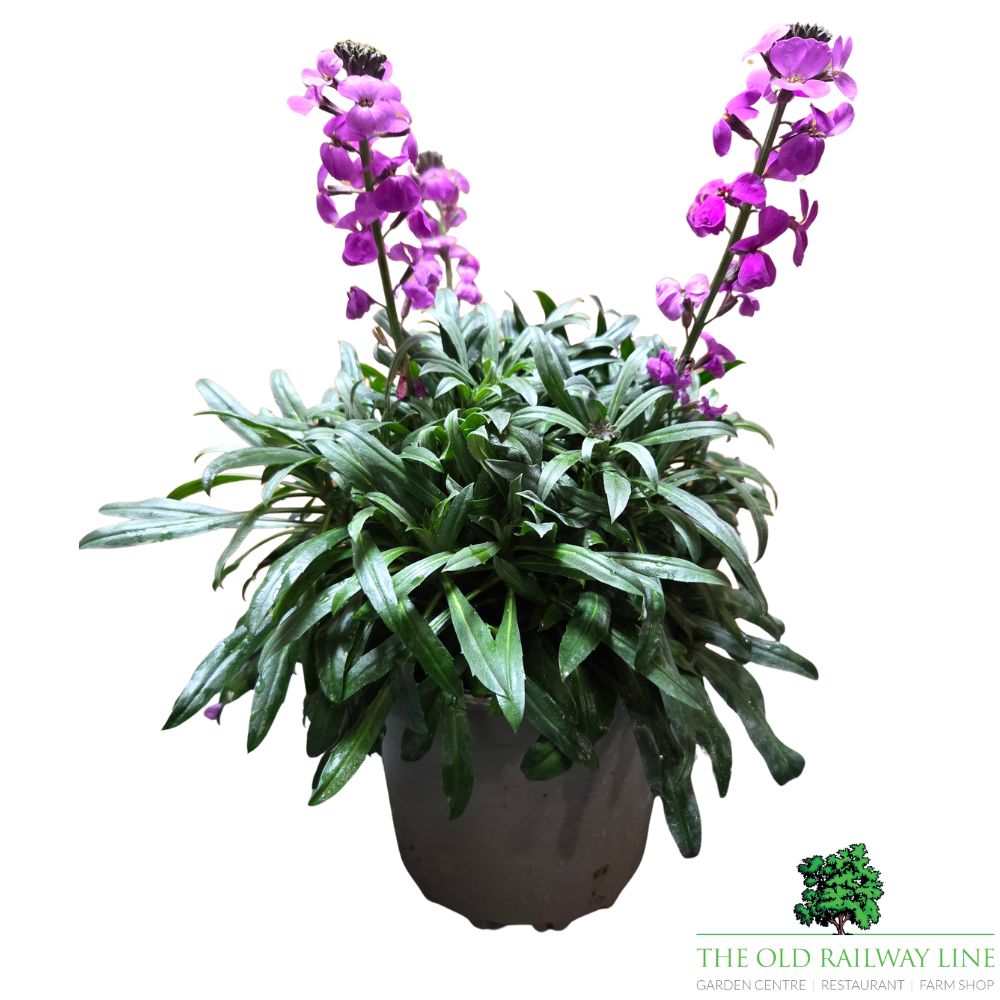 Erysimum 'Bowles Mauve' 2Ltr Pot