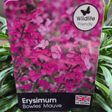 Erysimum 'Bowles Mauve' 2Ltr Pot