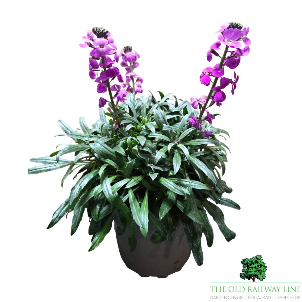 Erysimum 'Bowles Mauve' 2Ltr Pot