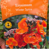 Erysimum Inerywispi - 'Winter Spice' - 2Ltr Pot - Old Railway Line Garden Centre