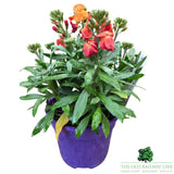 Erysimum Inerywispi - 'Winter Spice' - 2Ltr Pot - Old Railway Line Garden Centre