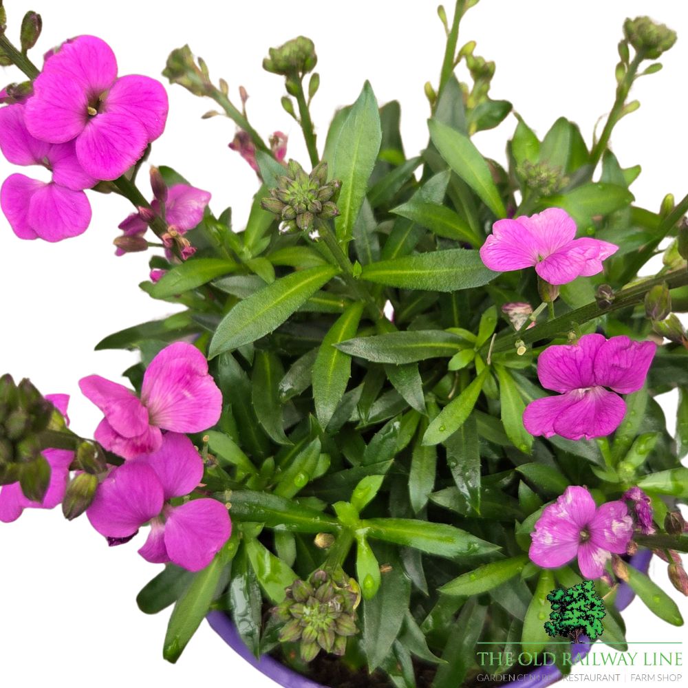 Erysimum 'Purple Glow' Wallflower Plant - 2Ltr Pot