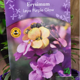 Erysimum 'Purple Glow' Wallflower Plant - 2Ltr Pot