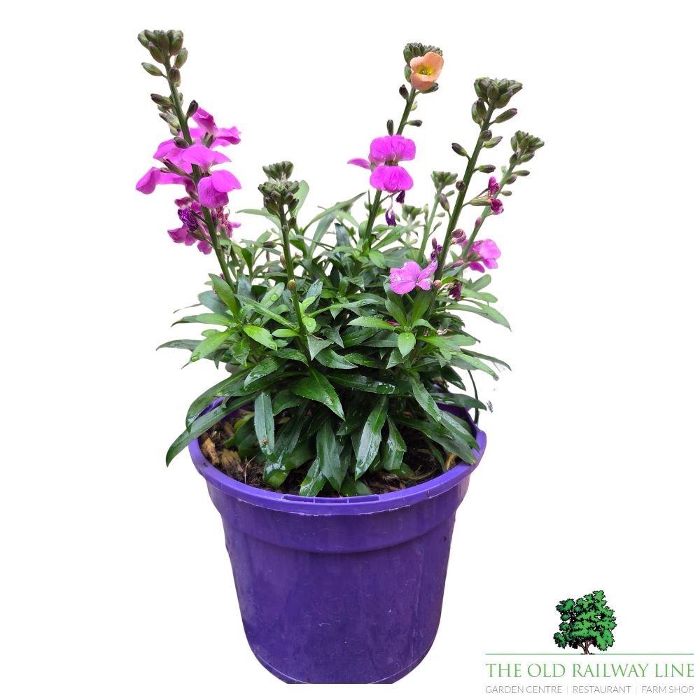 Erysimum 'Purple Glow' Wallflower Plant - 2Ltr Pot