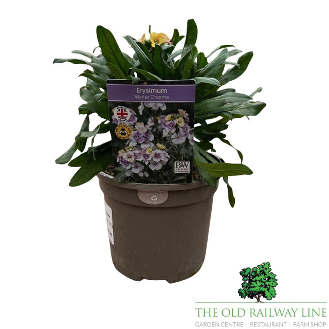 Erysimum 'Winter Charme' - 1Ltr Pot - Old Railway Line Garden Centre