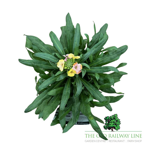 Erysimum 'Winter Charme' - 1Ltr Pot