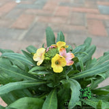 Erysimum 'Winter Charme' - 1Ltr Pot