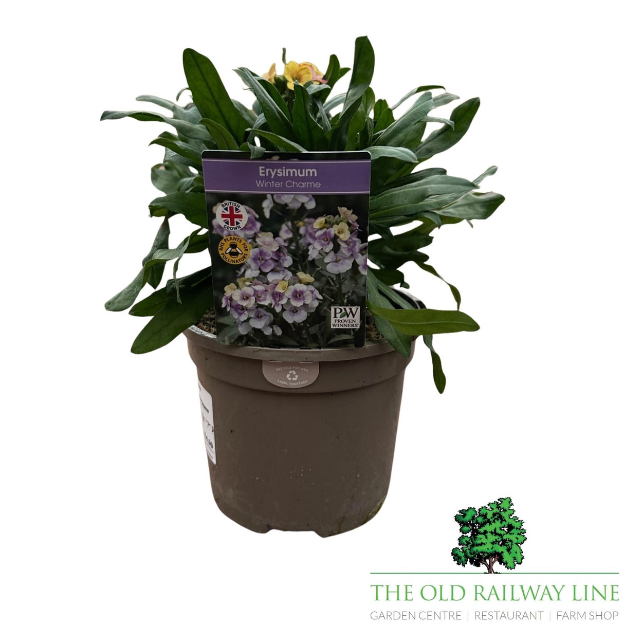 Erysimum 'Winter Charme' - 1Ltr Pot