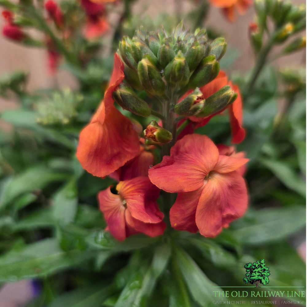 Erysimum Inerywispi - 'Winter Spice' - 2Ltr Pot