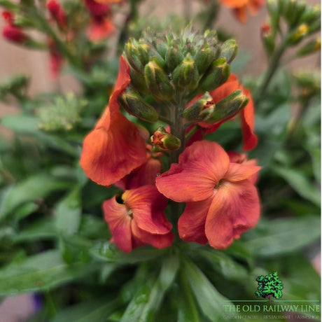 Erysimum Inerywispi - 'Winter Spice' - 2Ltr Pot