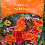 Erysimum Inerywispi - 'Winter Spice' - 2Ltr Pot