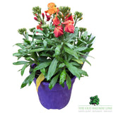 Erysimum Inerywispi - 'Winter Spice' - 2Ltr Pot